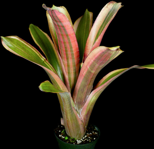 Billbergia 'Dorothy Berg'〔ビルベルギア〕B0279 Billbergia 'Dorothy Berg'〔ビルベルギア〕B0279