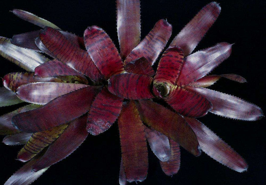 ブロメリア・エアープランツ Neoregelia Norman Bates Neoregelia 'Norman Bates' - Bromeliad Paradise