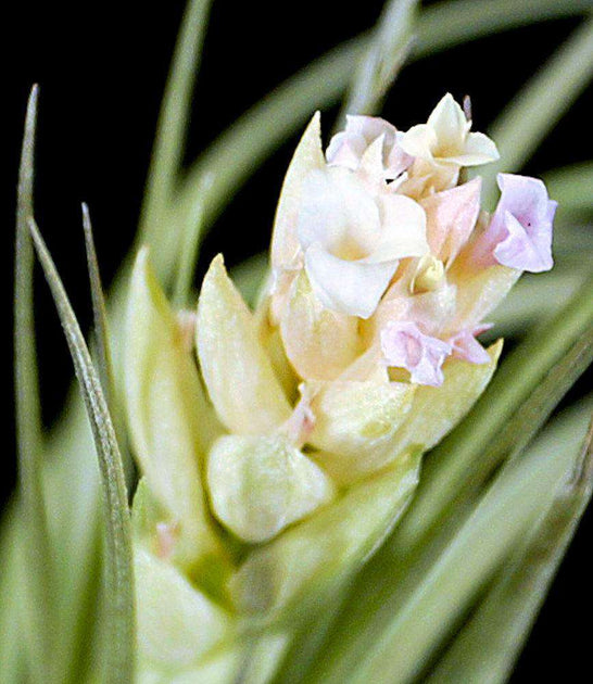 Tillandsia stricta x ixioides – Tropiflora
