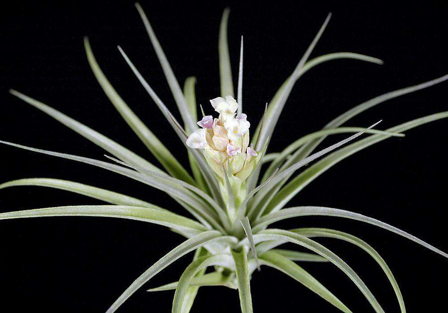 Tillandsia stricta x ixioides – Tropiflora