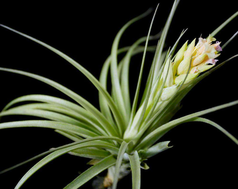 Tillandsia stricta x ixioides – Tropiflora