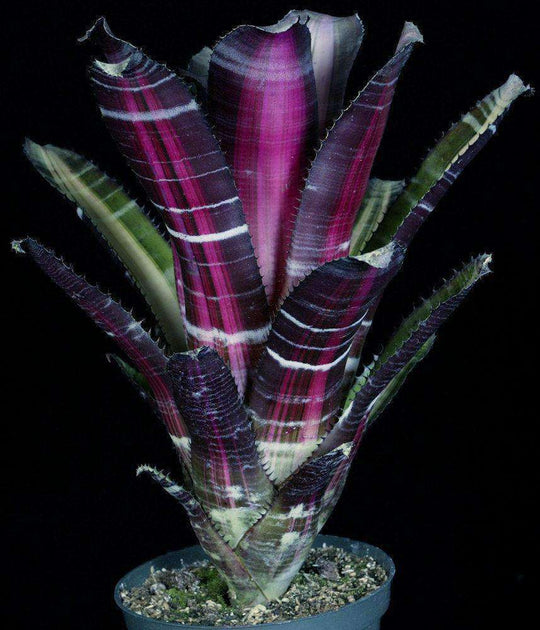 Aechmea 'Roberto Menescal' – Tropiflora