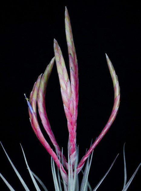Tillandsia 'Mixtec Treasure' – Tropiflora