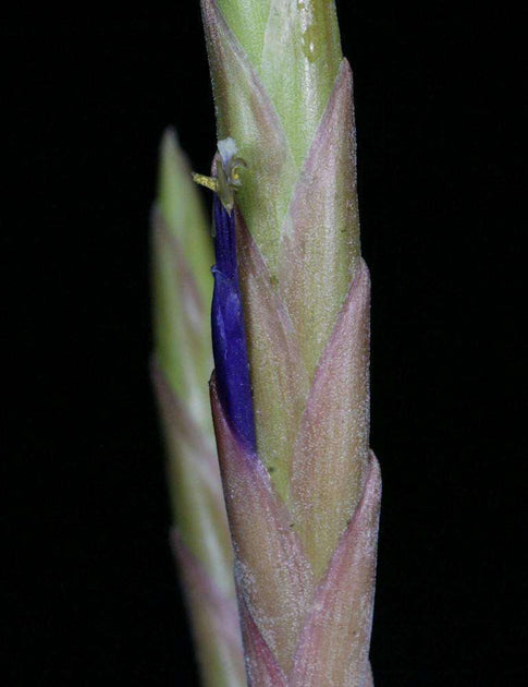 Tillandsia 'Mixtec Treasure' – Tropiflora