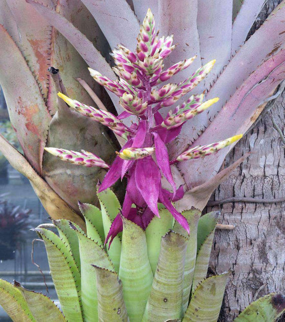 ブロメリア・エアープランツ Aechmea Fantasy Aechmea 'Fantasia' – Tropiflora