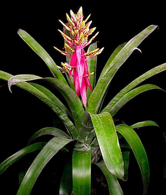 Aechmea 'Fantasia' – Tropiflora