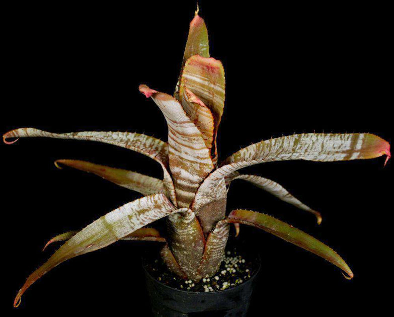 Aechmea nudicaulis v. cuspidata 'Silver Streak' – Tropiflora