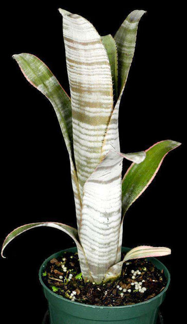 Billbergia 'Ralph Graham French' – Tropiflora