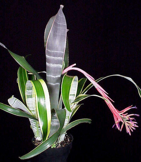 ブロメリア・エアープランツ Billbergia Vittata Ralph Graham French Billbergia vittata 'Ralph Graham French' – Rainforest Flora