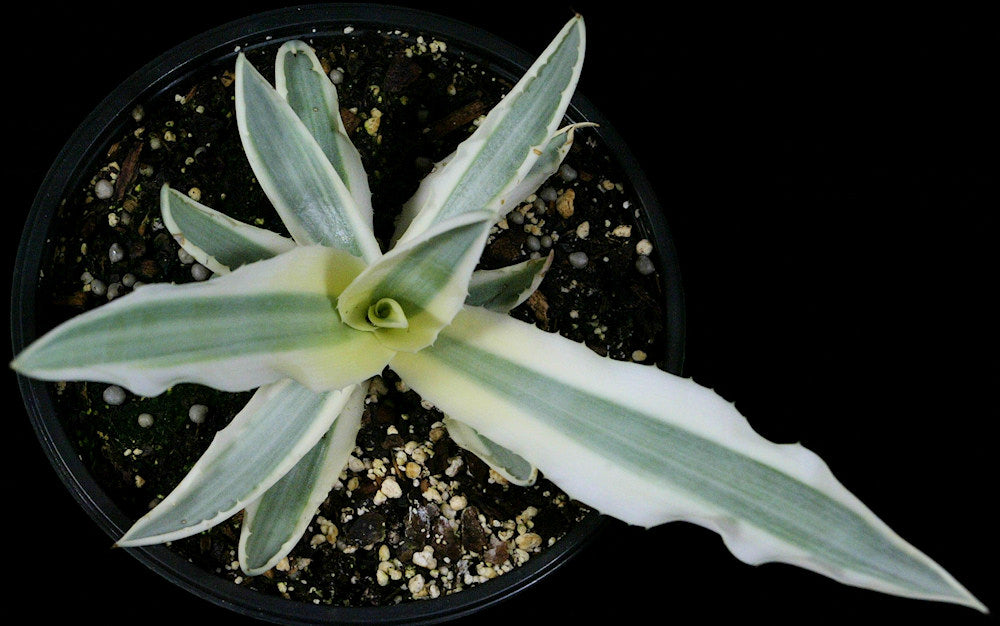Agave angustifolia marginata 'Alba' – Tropiflora