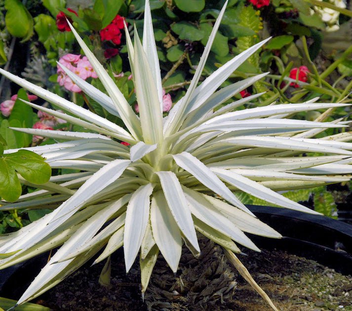 Agave angustifolia marginata 'Alba'