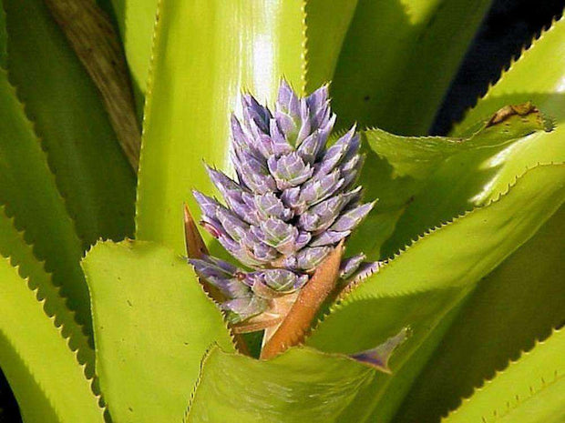 Aechmea serrata - Tropiflora