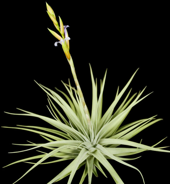 Tillandsia 'Blue Ice' – Tropiflora