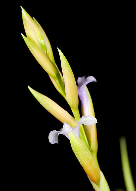 Tillandsia 'Blue Ice' – Tropiflora