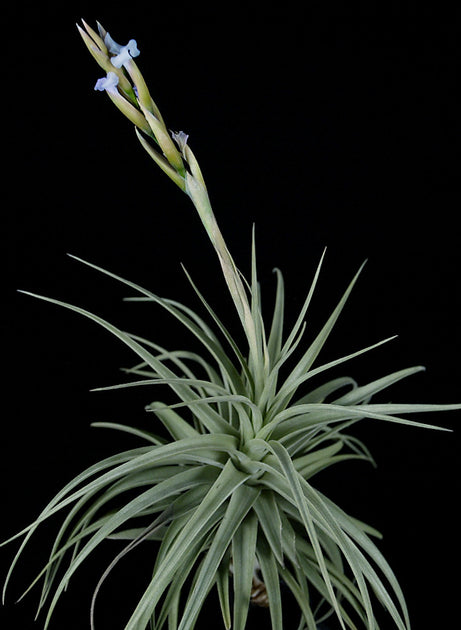 Tillandsia 'Blue Ice' – Tropiflora
