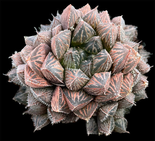 Haworthia 'Mirrorball' Tropiflora