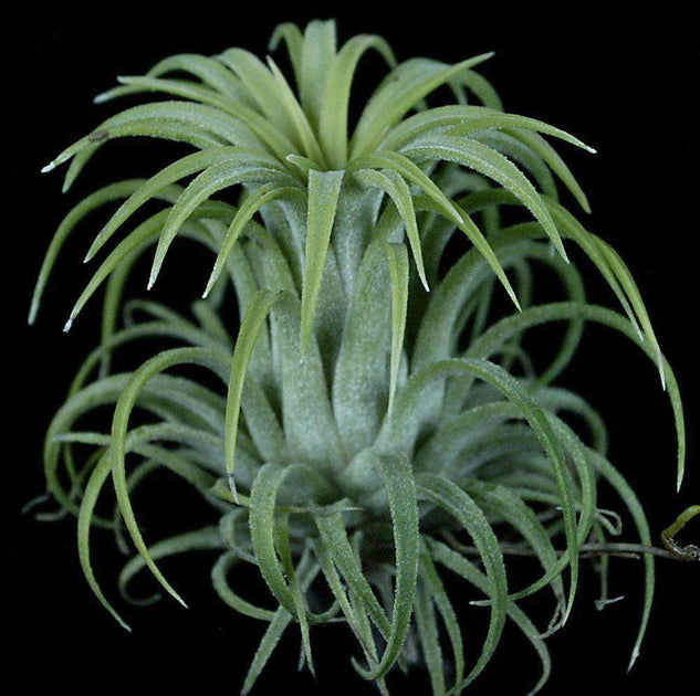Tillandsia ionantha 'Honduras' – Tropiflora