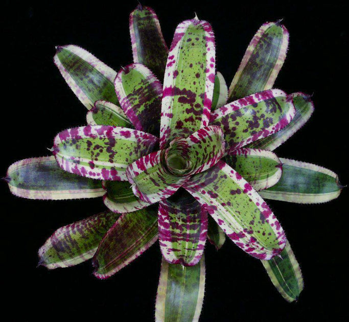 Neoregelia 'Captain Moxley' – Tropiflora