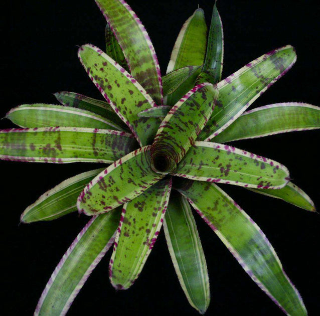Neoregelia 'Captain Moxley' – Tropiflora
