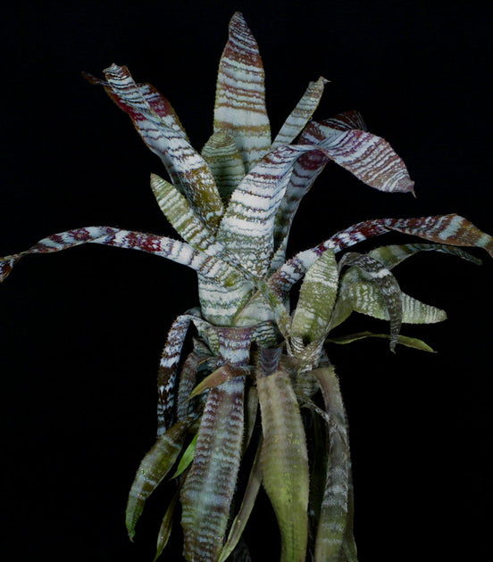 Hohenbergia correiaaraujoi – Tropiflora