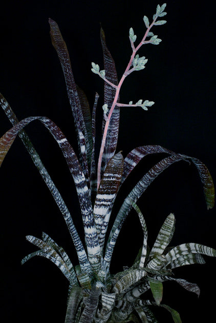 Hohenbergia correiaaraujoi – Tropiflora