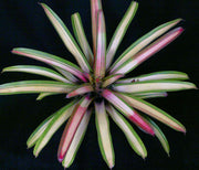 Vriesea platynema x saundersii variegated - Tropiflora