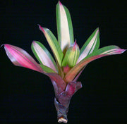 Vriesea platynema x saundersii variegated - Tropiflora