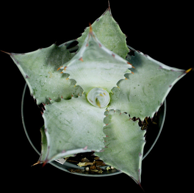 Agave colorata – Tropiflora