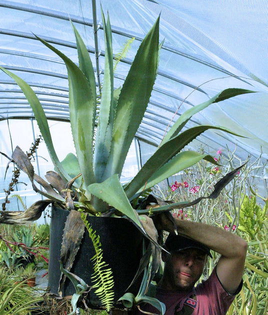 Agave americana