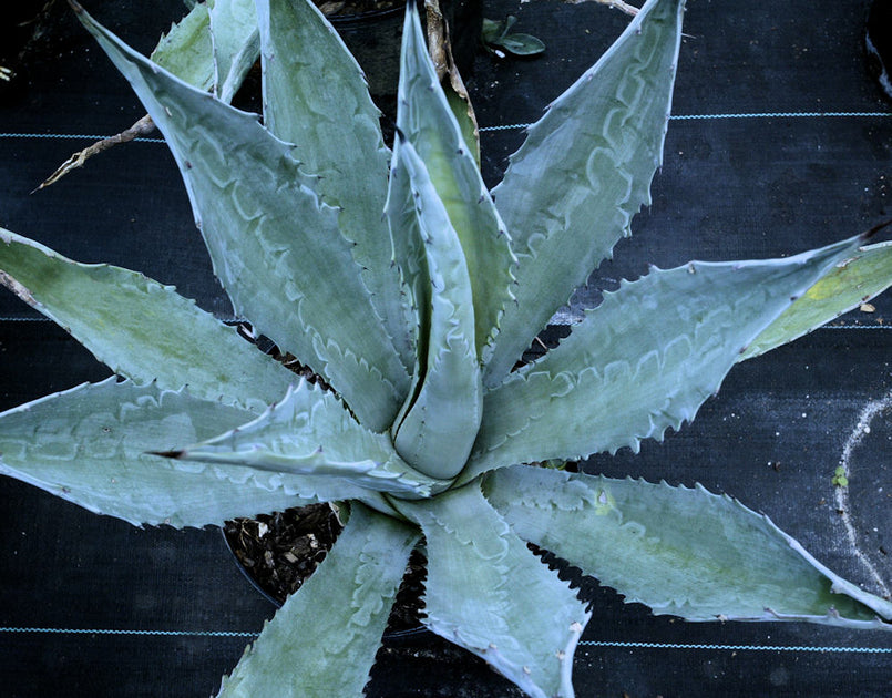 Agave americana