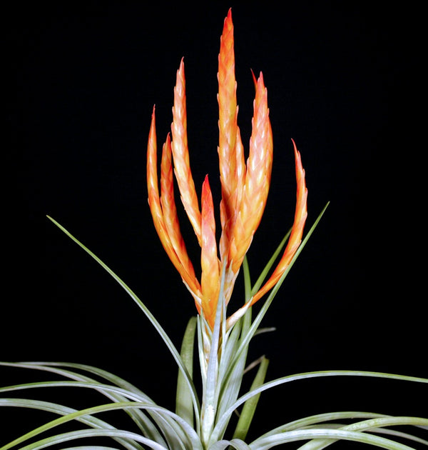 Tillandsia fasciculata 'Orange' – Tropiflora