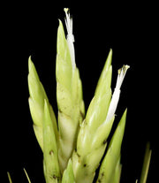 Tillandsia fasciculata v. desispica alba - Tropiflora