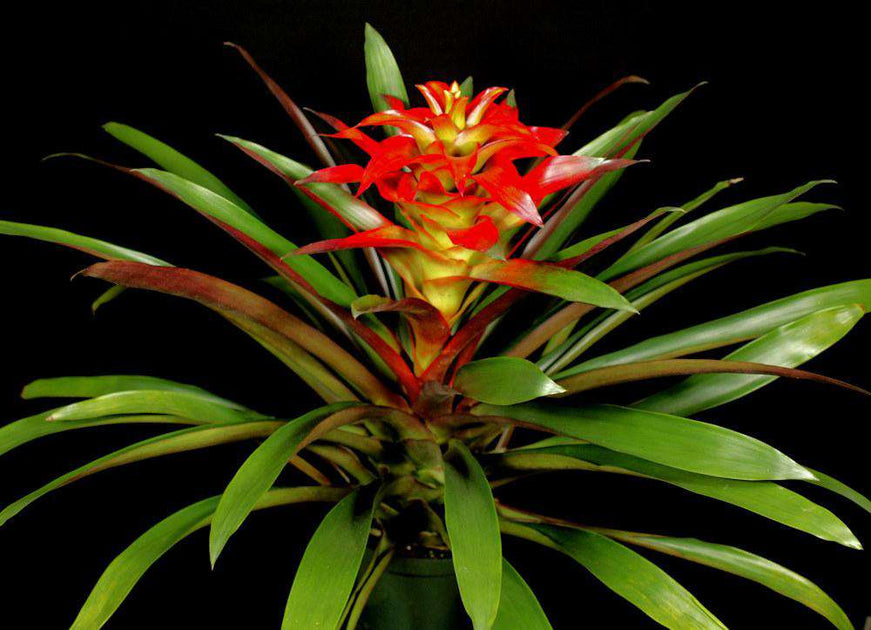 Guzmania 'Tuti-Fruti' variegated  Tropiflora