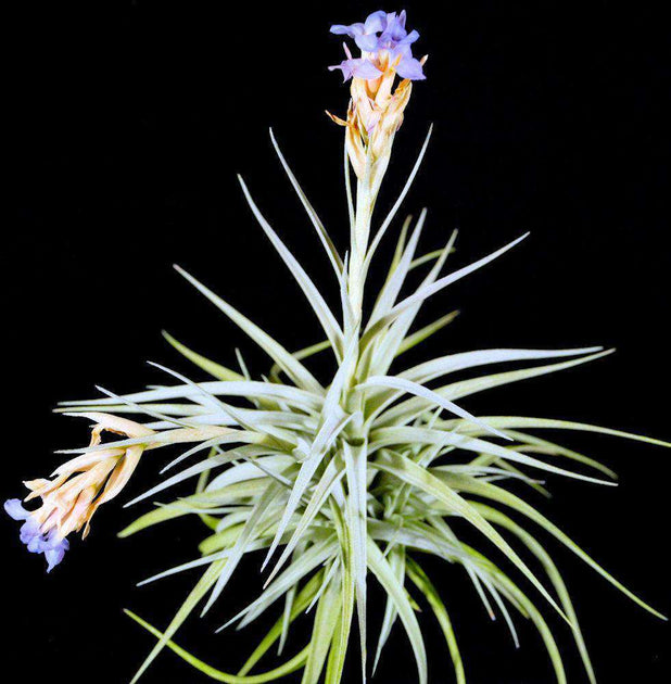 Tillandsia ixioides x bergeri