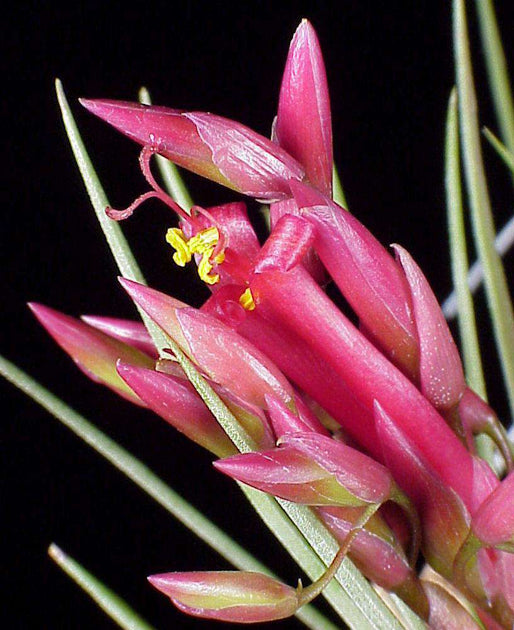 H*S様 Tillandsia ‘Mother's Day' T'S TROPI Tillandsia Stricta single Tropical Air Plant – MadHappenings