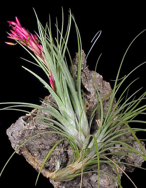 Tillandsia x wilinskii – Tropiflora