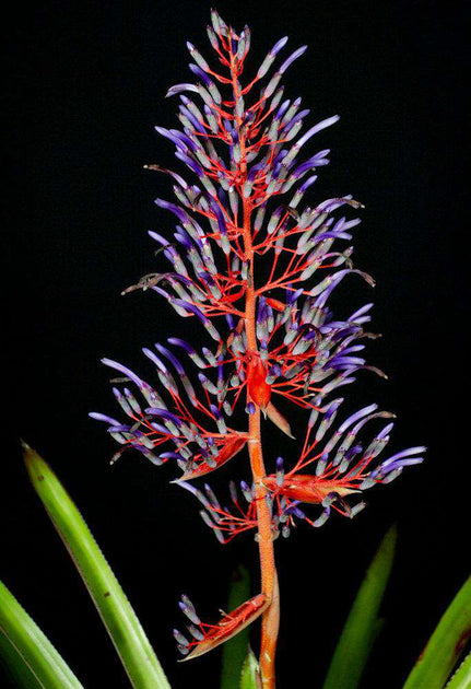 Portea 'Helga Tarver' – Tropiflora
