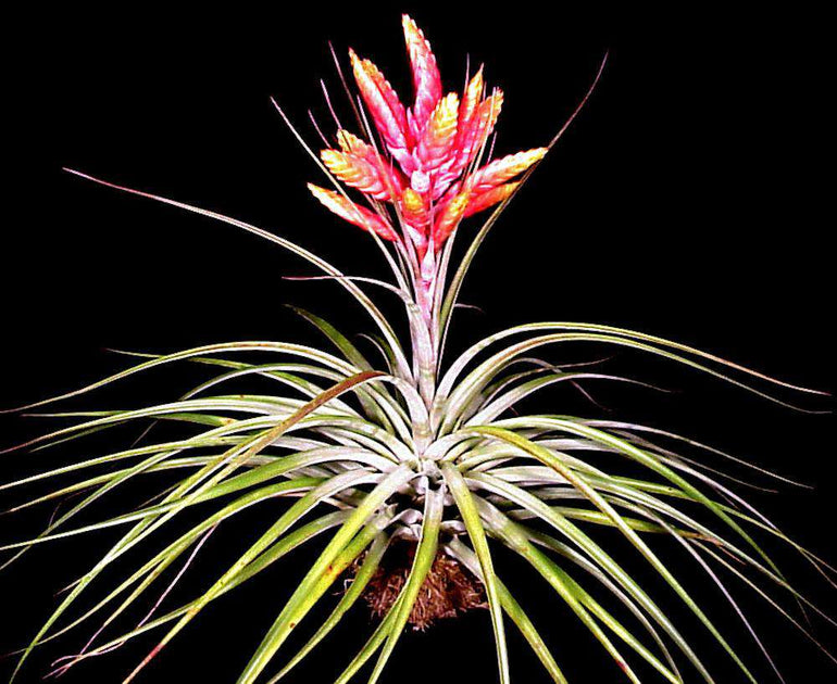 fasciculata tropiflora air plant Tillandsia fasciculata 'Tropiflora'