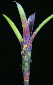 Aechmea nudicaulis v. aureorosea - Tropiflora