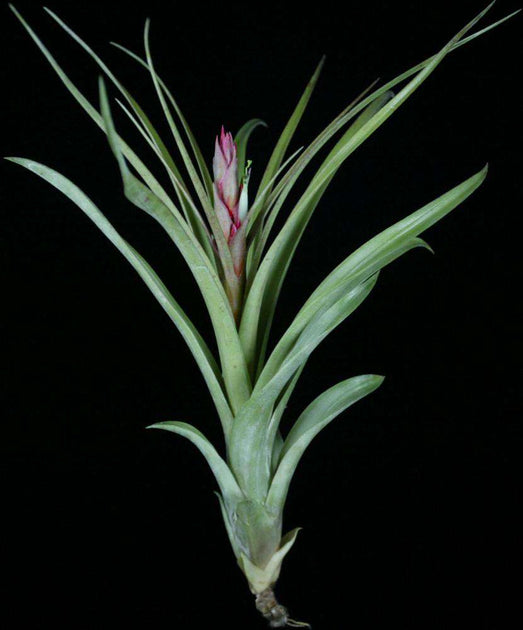 Tillandsia Mayan Pearl 速達発送 Tillandsia Mayan Pearl 速達発送 Tillandsia Mayan Pearl 速達発送