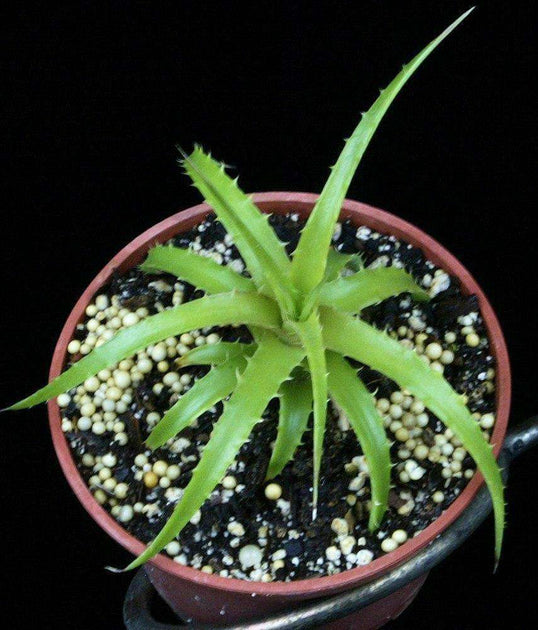 Yahoo!オークション エンコリリウム Encholirium diamontinum Minas