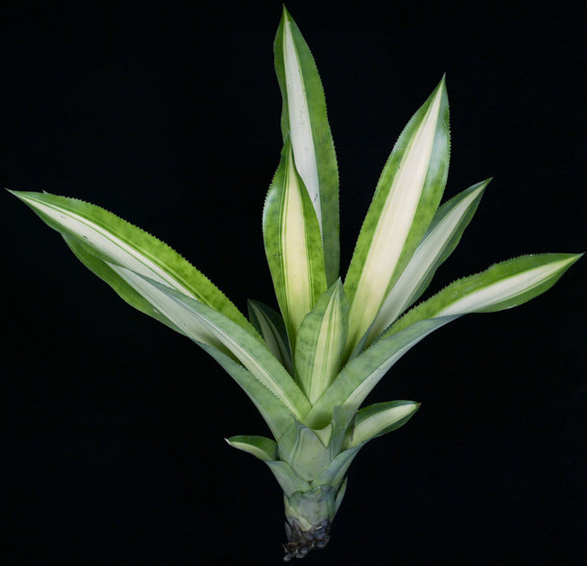 Aechmea mexicana variegated – Tropiflora