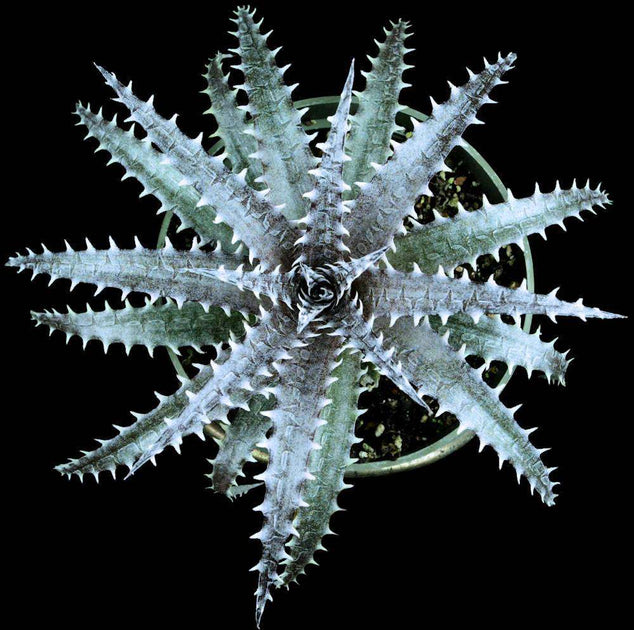 Dyckia marnierlapostollei x fosteriana – Tropiflora