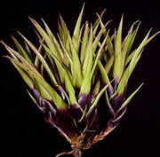 Vriesea flammea x corcovadensis - Tropiflora