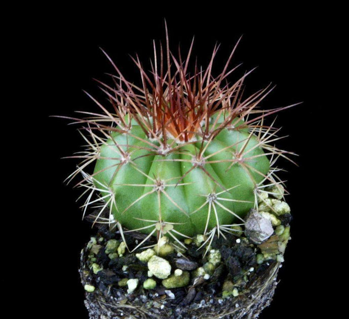 Melocactus neomontanus