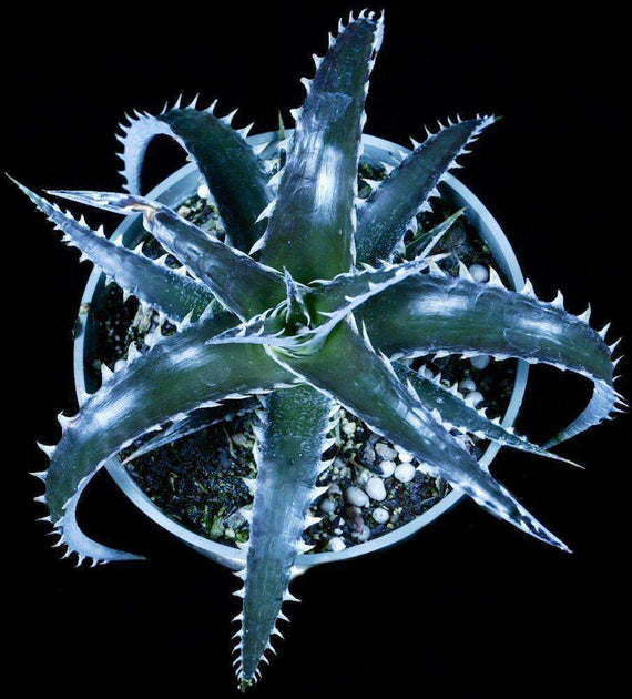 Dyckia 'White Fang' – Tropiflora