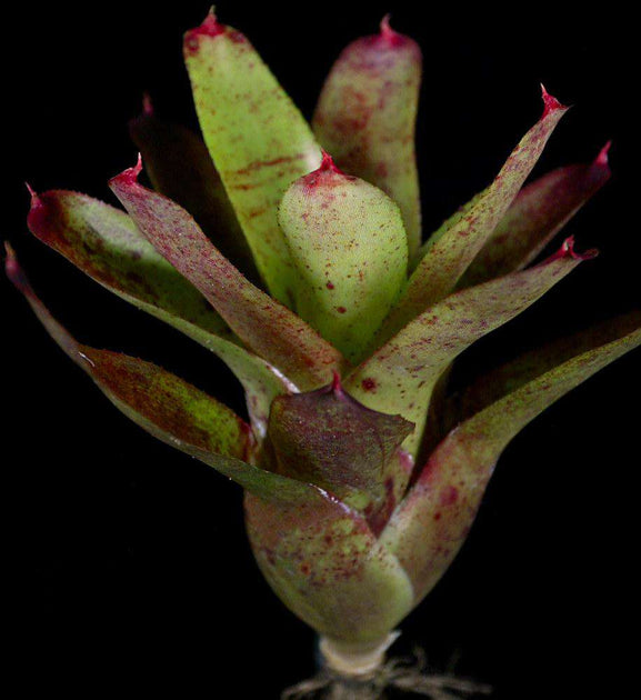 Neoregelia olens '696' – Tropiflora