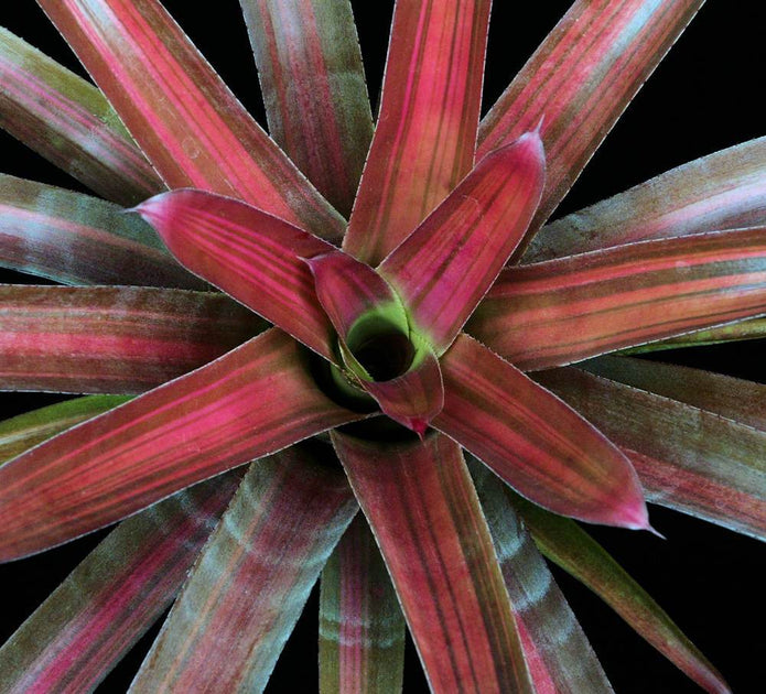ブロメリア・エアープランツ Neoregelia Cruenta Rubra Neoregelia cruenta 'Rubra' | Panus