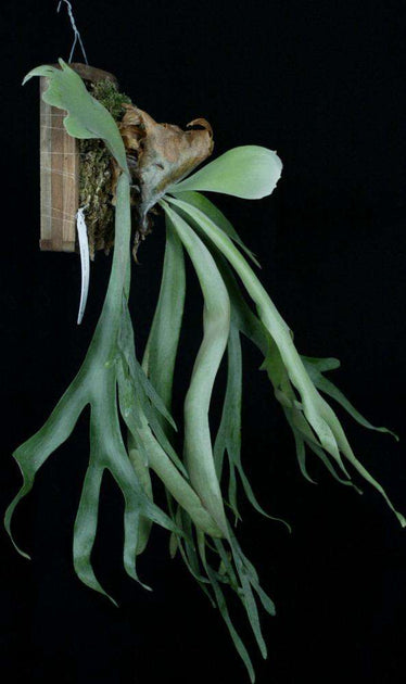andinum×willinckii Platycerium Sai Keaw, an Andinum x Willinckii hybrid. A very