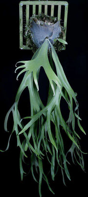 Platycerium willinckii
